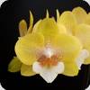 Phal. Allura Tropica